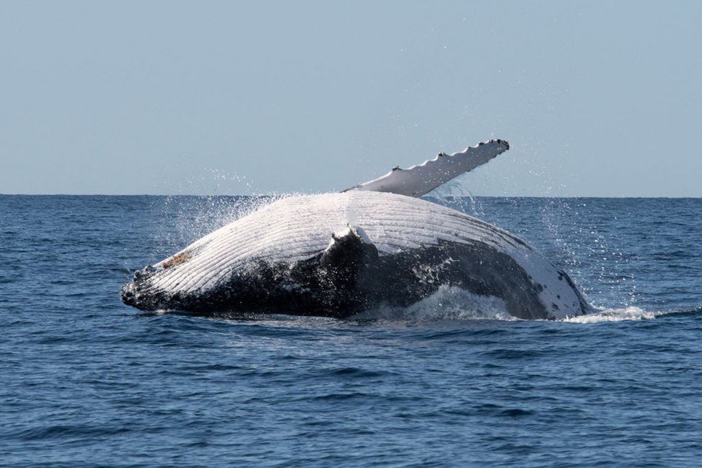 Humpback whale sydney