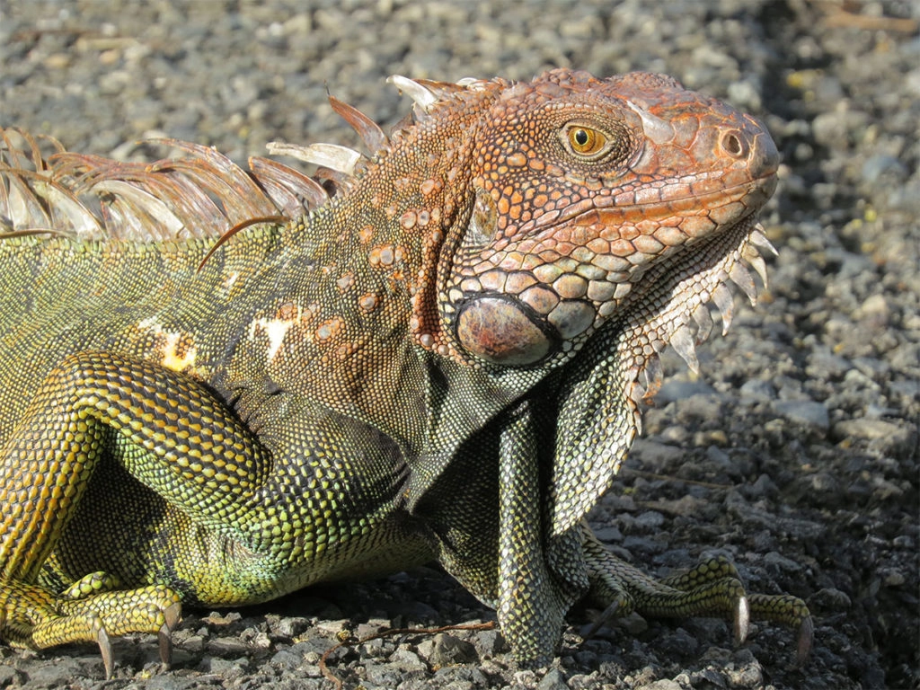 Manuel antonio wildlife - Iguana
