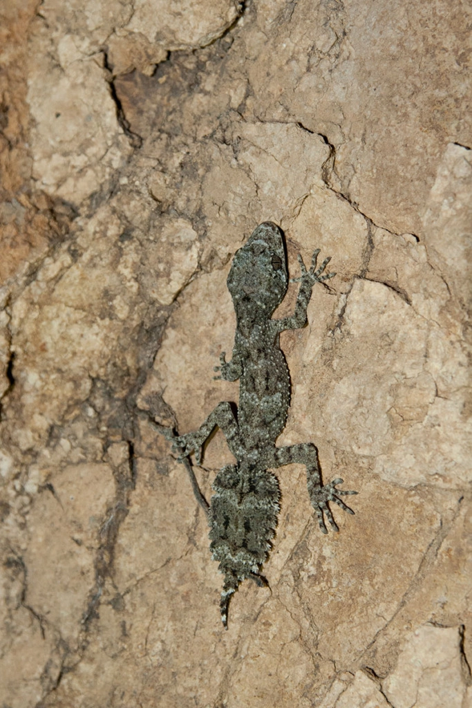 Leaf-tailed gecko