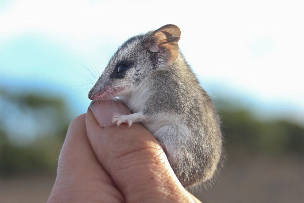 small mammals of flinders ranges - long-tailed dunnart