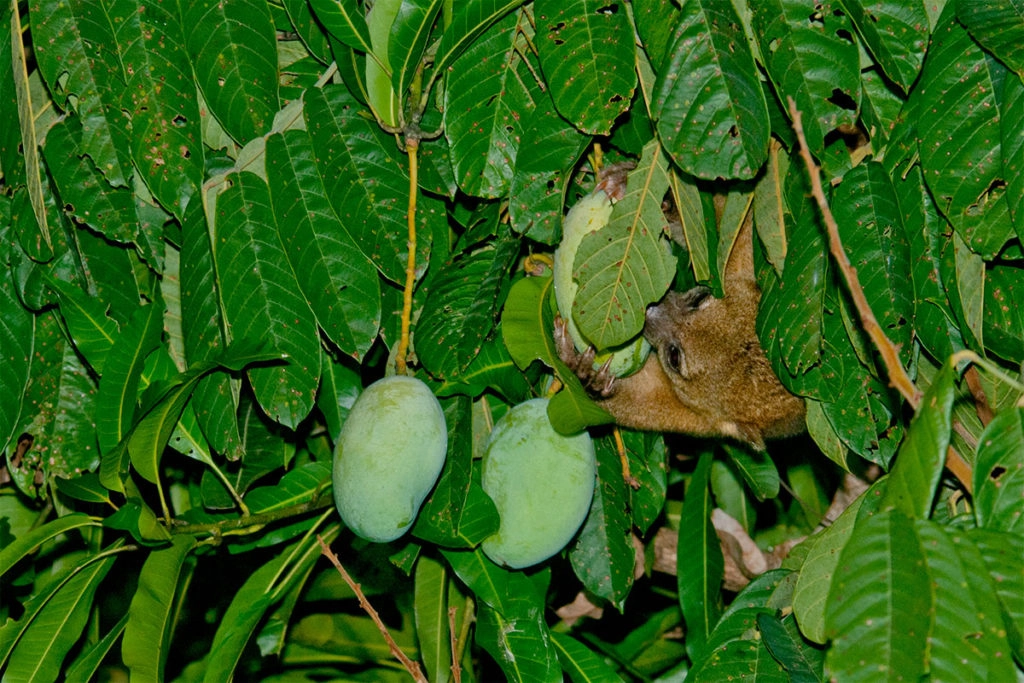Kinkajou - manuel antonio wildlife