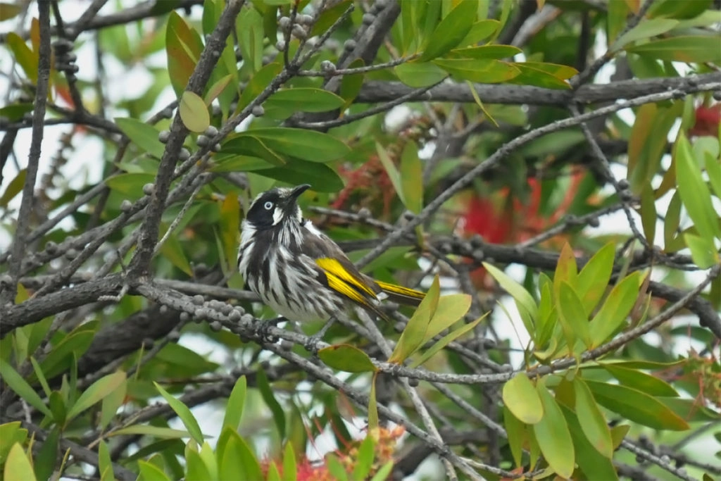 Newh Holland honeyeater along Palm Jungle loop track