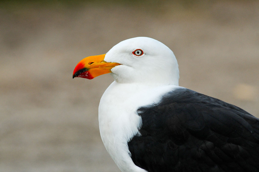 Wildlife of Eyre Peninsula - Pacific gull