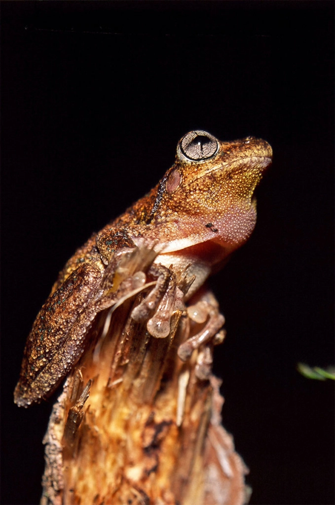 Wildlife of Watagan mountains - Perron's tree frog