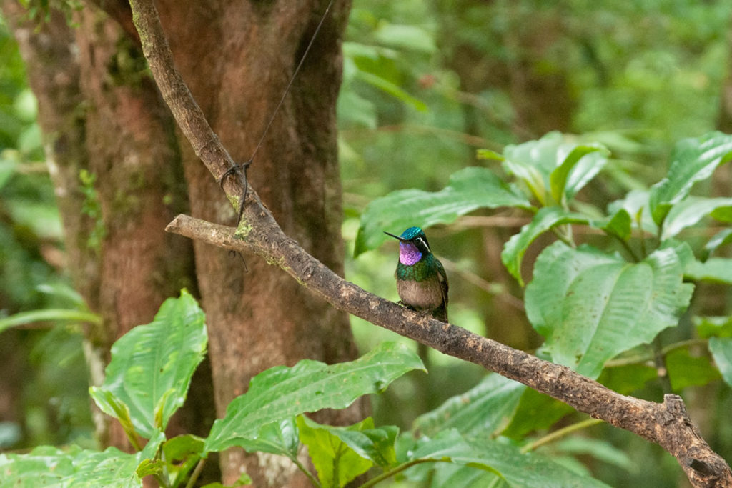 Birds of Monteverde Purple-throated mountain-gem