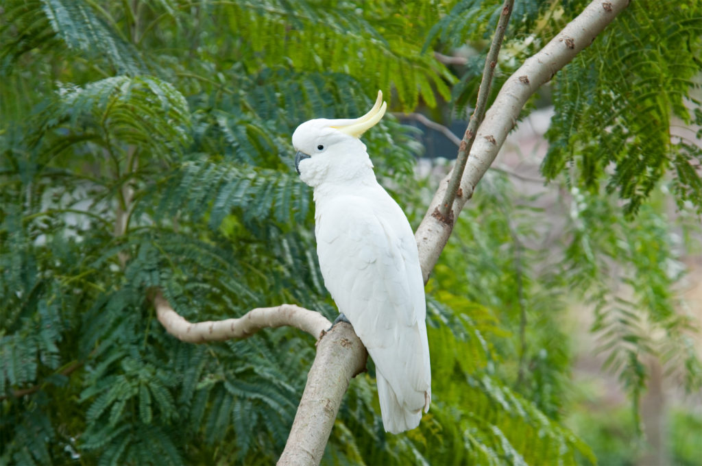 Sulphur-crested cockatoo at Marley beach