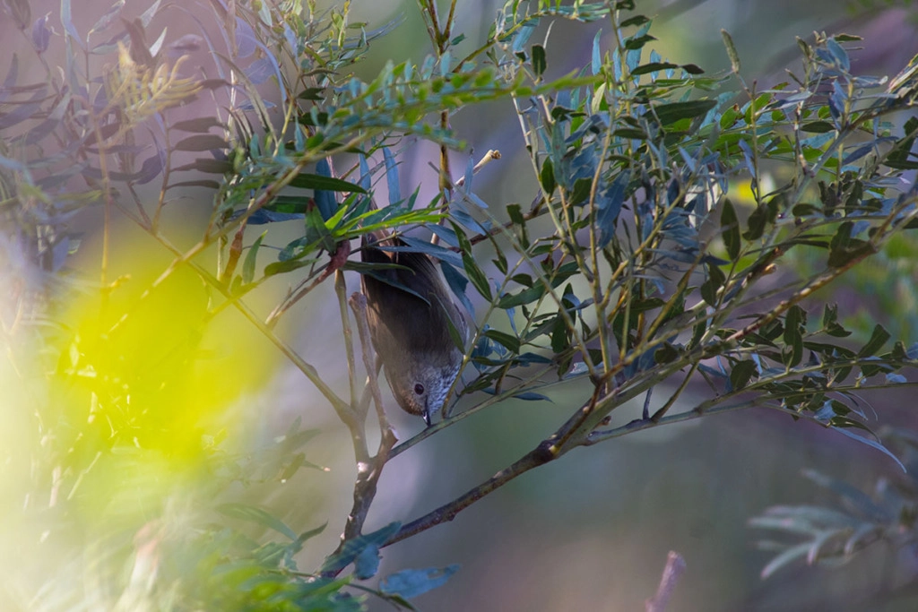 Brown thornbill