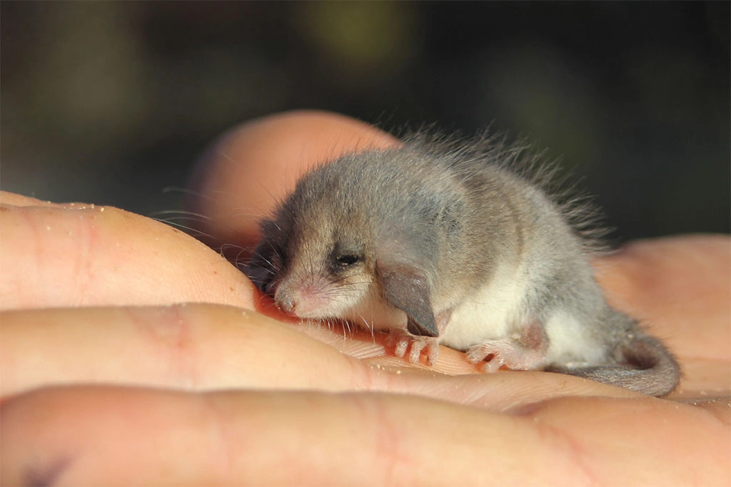 Eyre Peninsula wildlife - Western pygmy possum