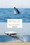whale watching in sydney