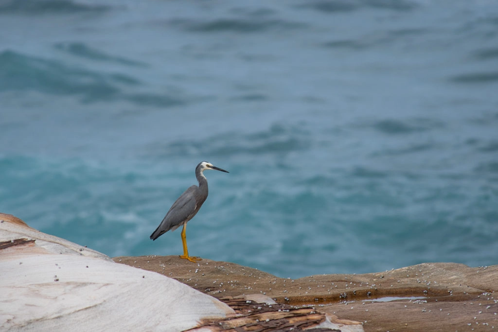 White-faced heron between Marley and little Marley beaches