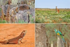 Wildlife of Flinders Ranges
