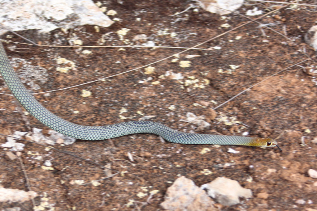 Yellow-faced whip snake