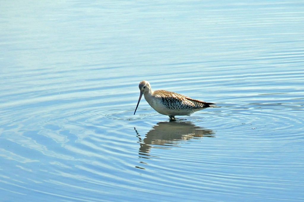 Bar-tailed godwit at Sydney Olympic Park