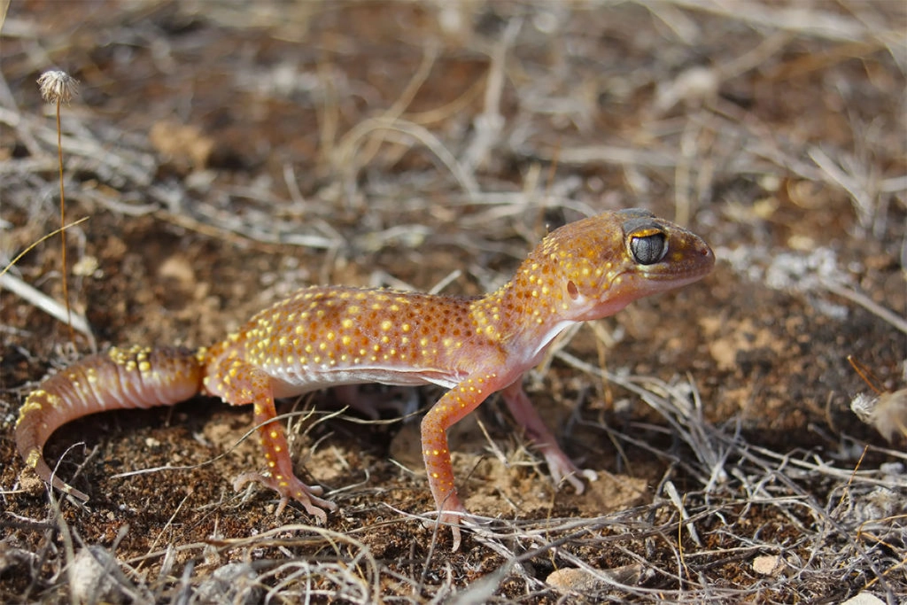 reptiles of flinders - barking gecko