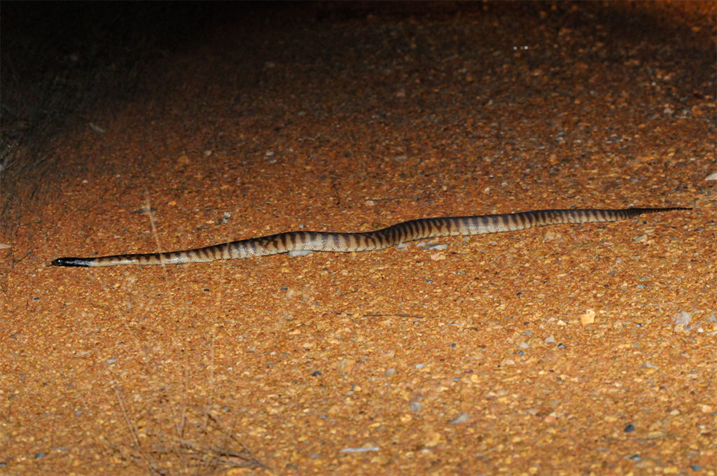 snakes of kakadu - Black-headed python