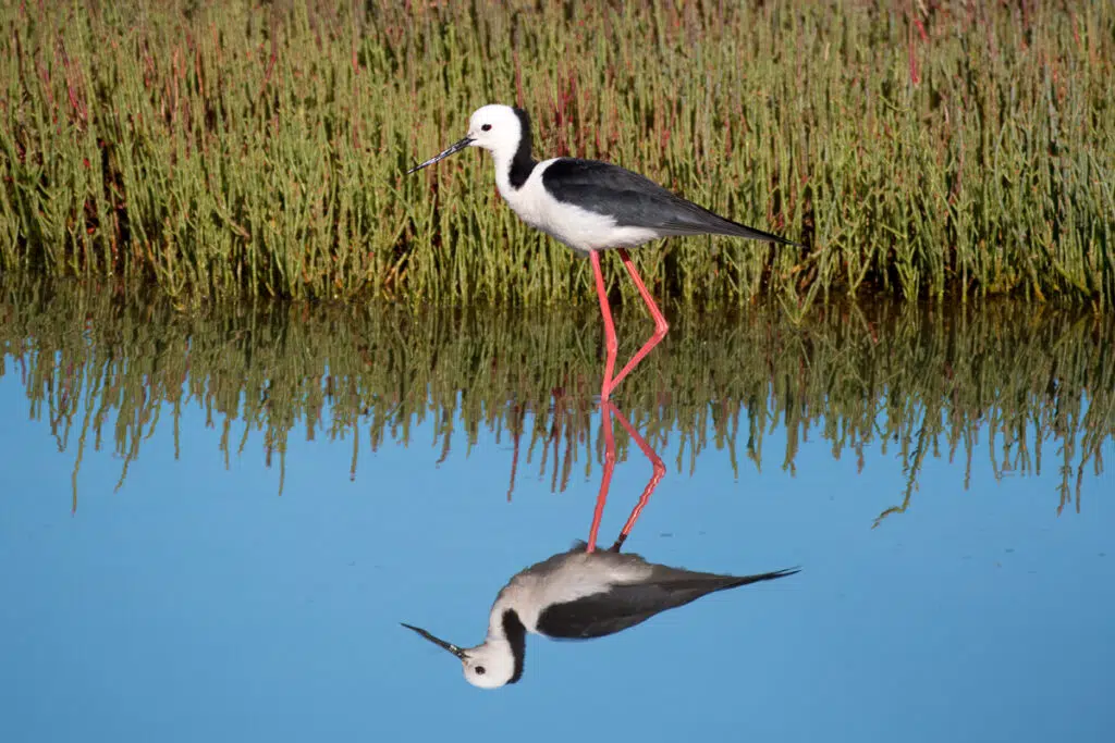 birds in sydney olympic park - black-winged stilt