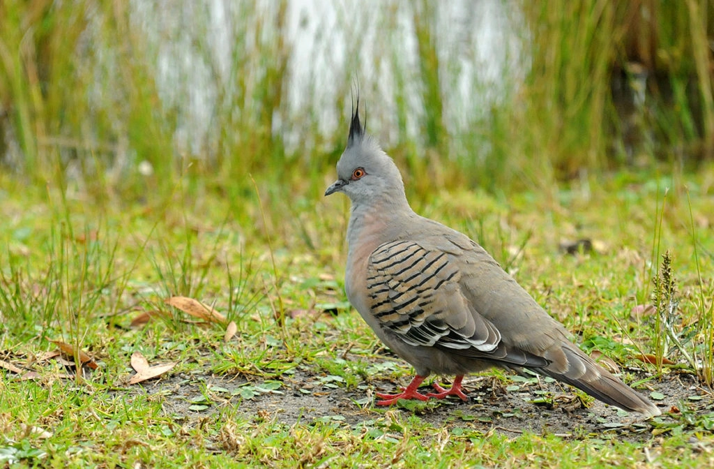 Crested pigeon
