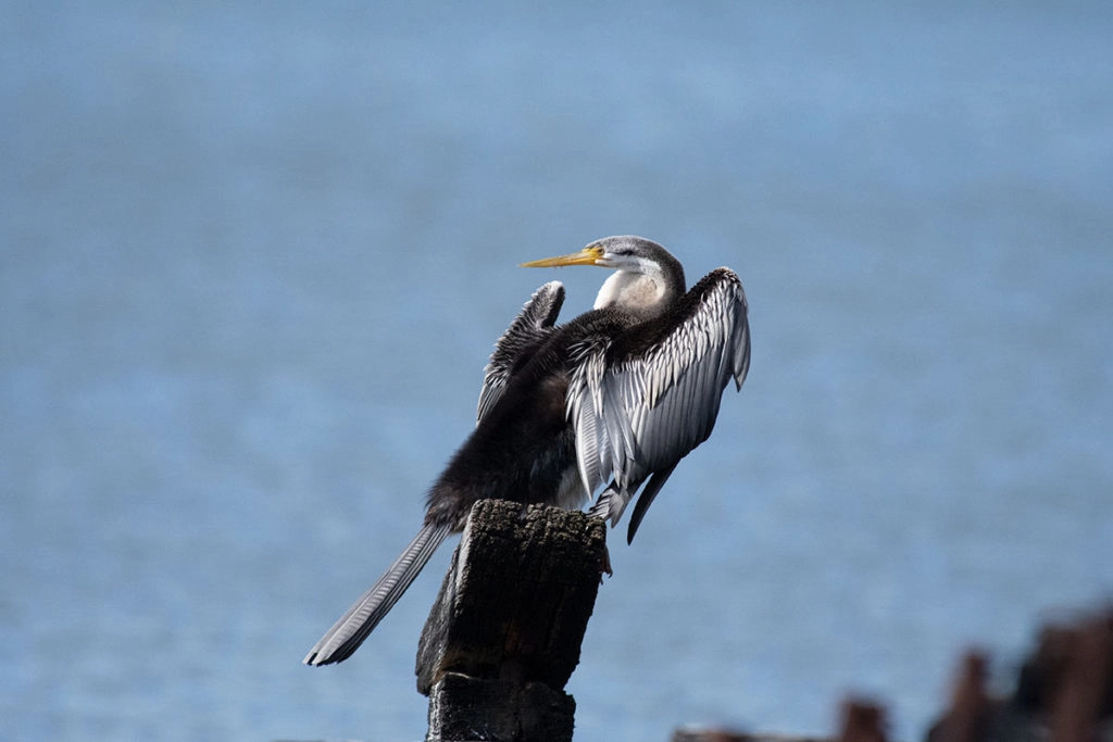 Australasian darter in Sydney Olympic Park
