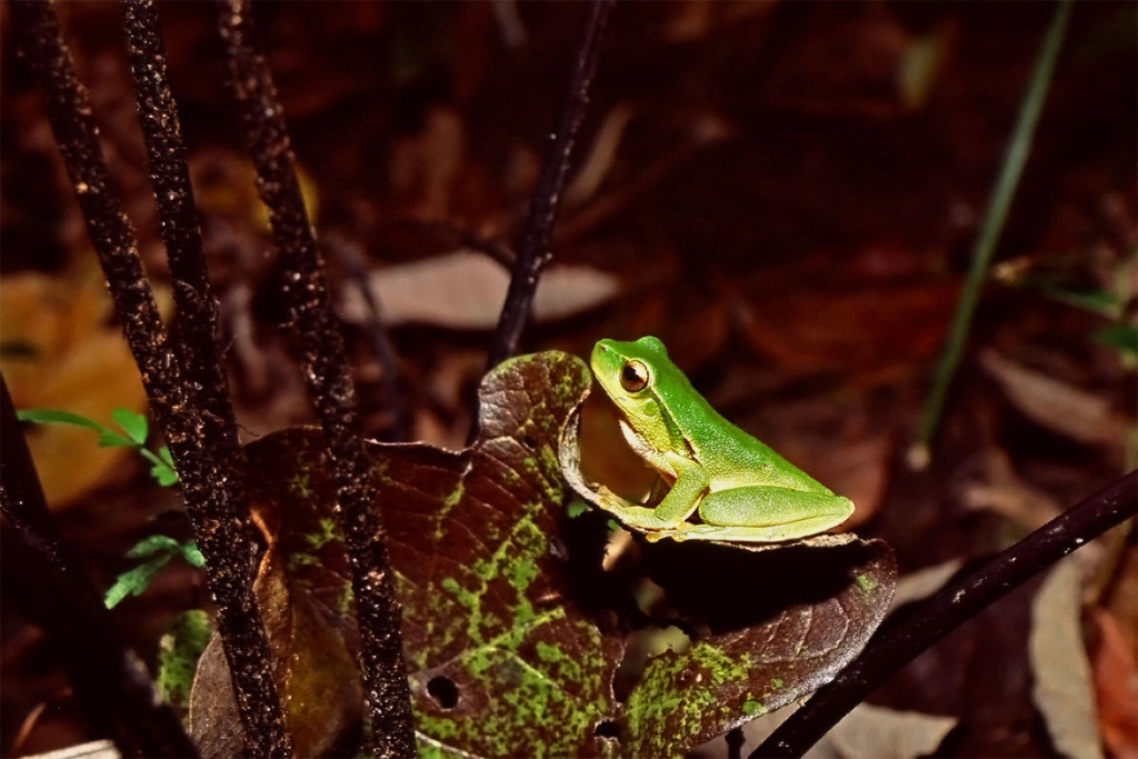 Eastern dwarf tree frog in Watagans