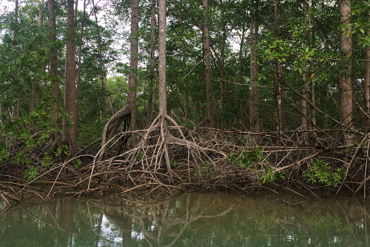 mangroves between sierpe and drake bay