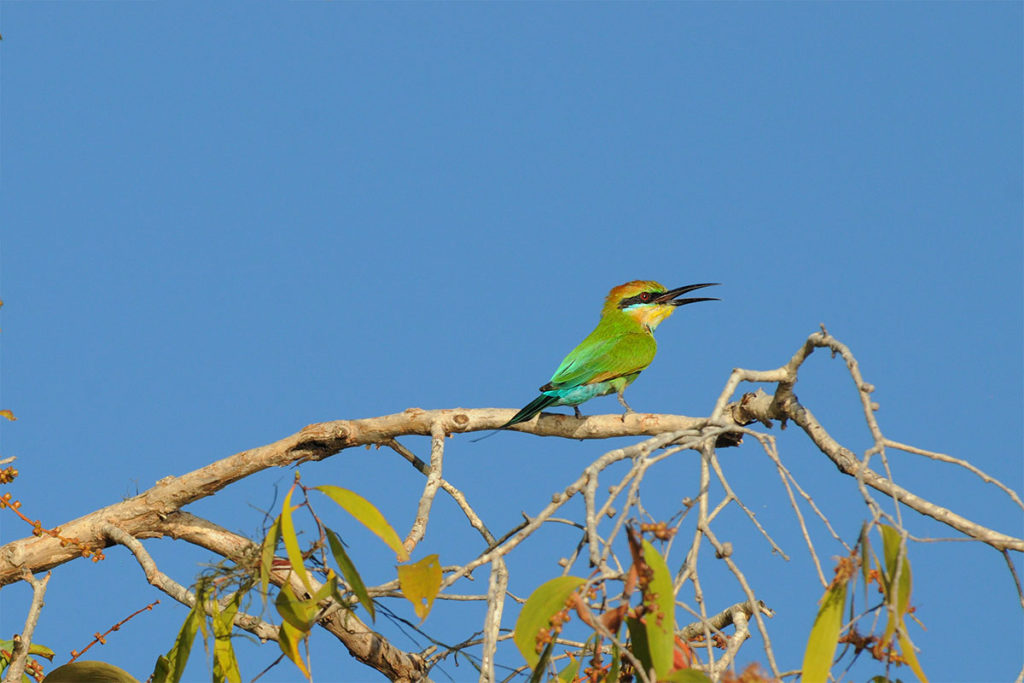 Rainbow bee-eater