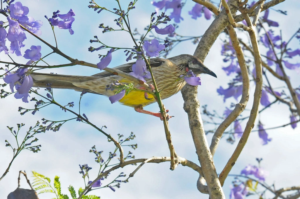 Red wattlebird in Sydney olympic park