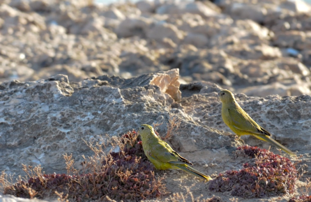 Rock parrots in Elliston