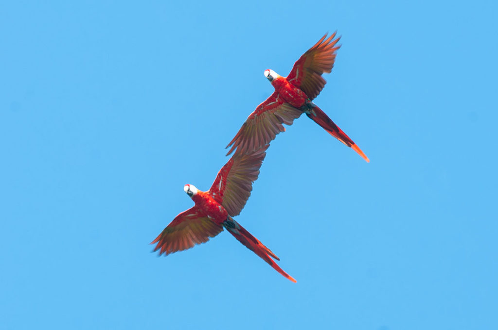 Scarlet macaws in Drake Bay