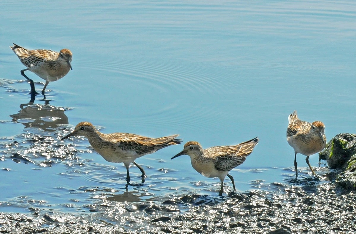 Sharp-tailed sandpiper