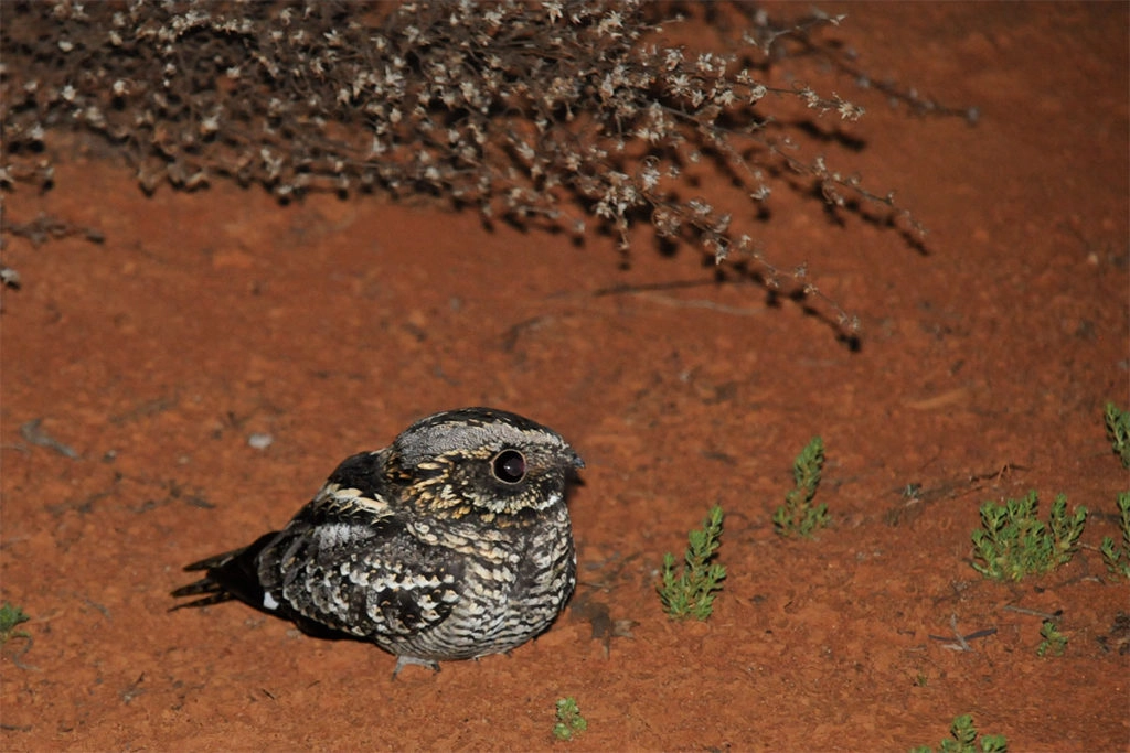 Spotted nightjar