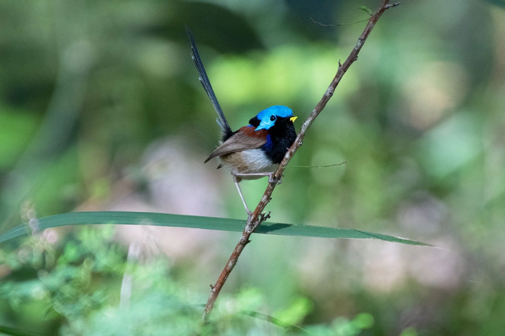 Beautiful birds in Sydney - male variegated fairywren