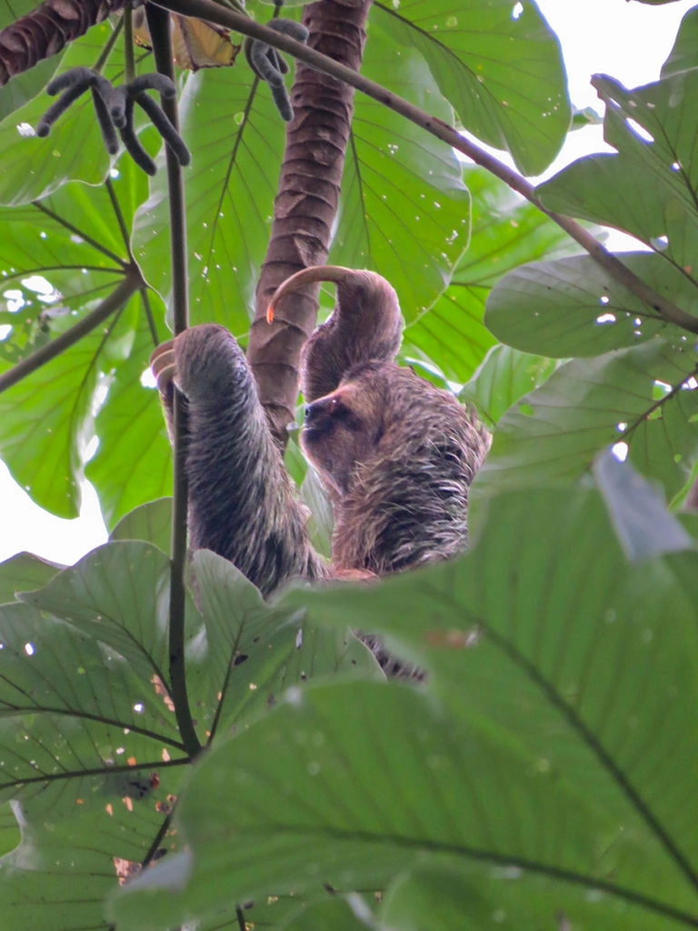 Three-toed sloth in Manuel Antonio