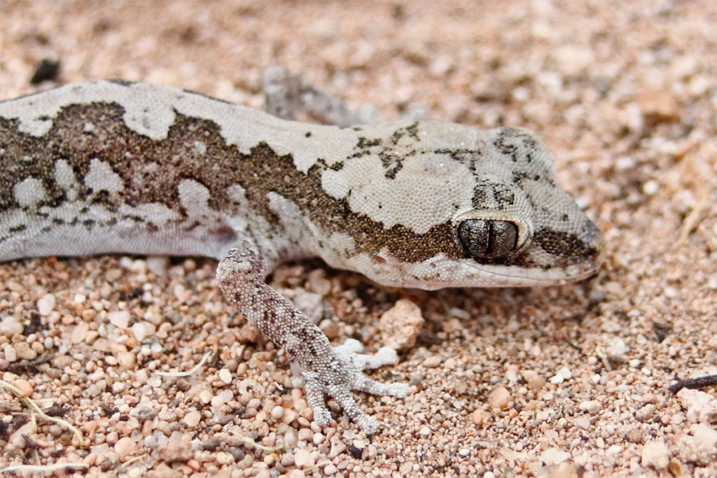 Wildlife survey on the Eyre Peninsula