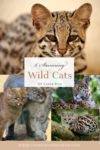 6 Stunning Wild Cats of Costa Rica