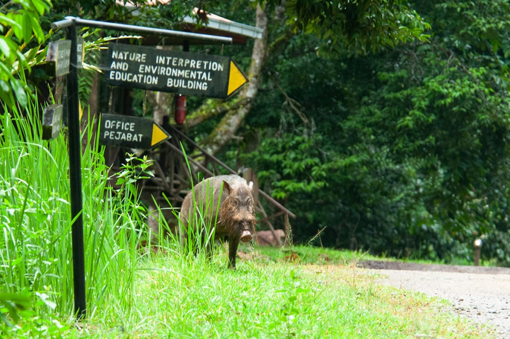 Bearded pig at Danum Valley Field Center