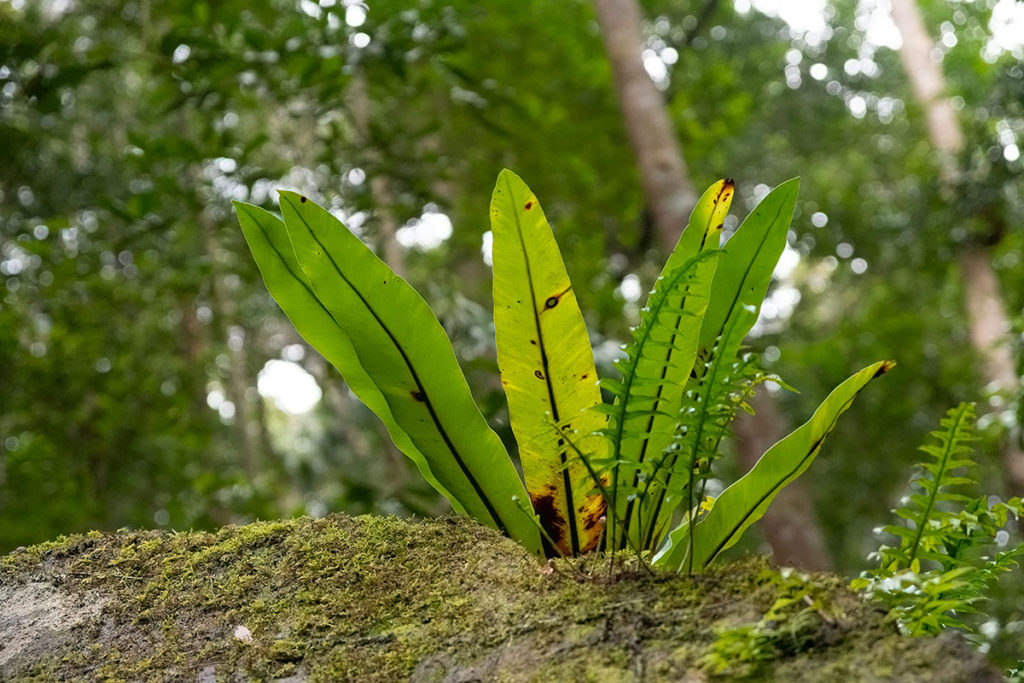 Bird's nest fern in Minnamurra rainforest