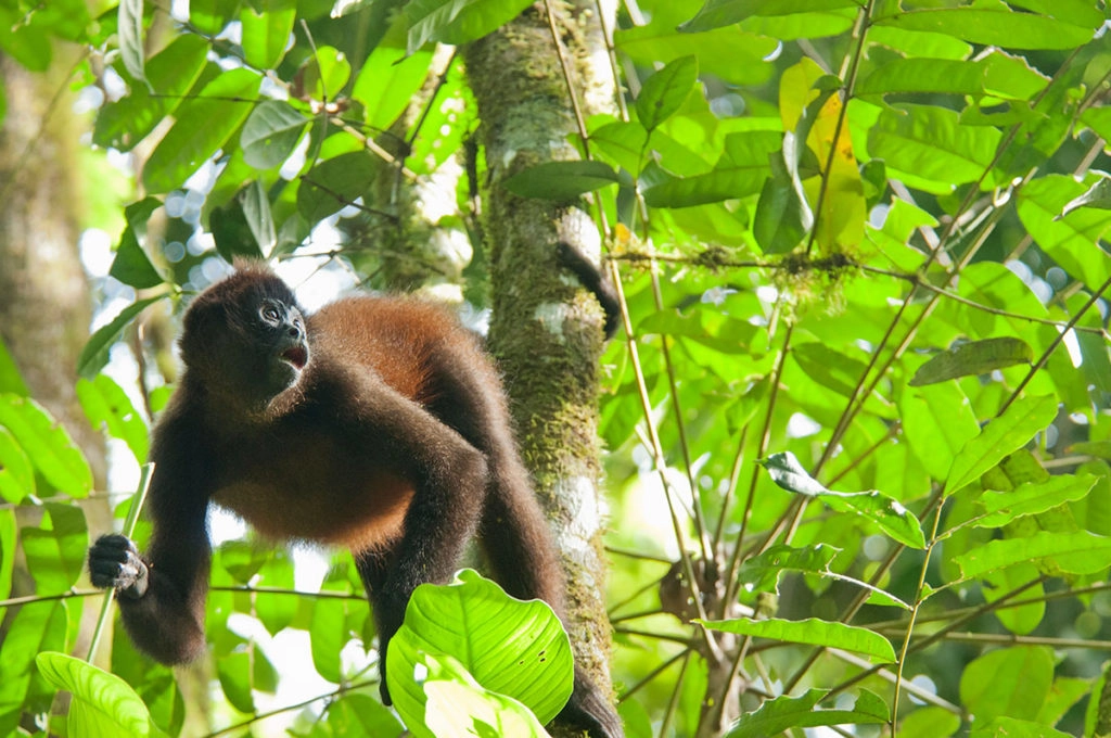 Corcovado wildilfe - Black-handed spider monkey