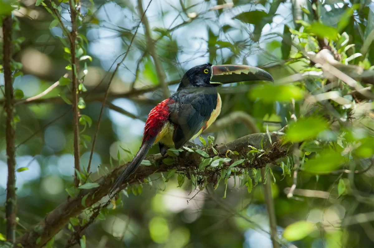 Collard aracari