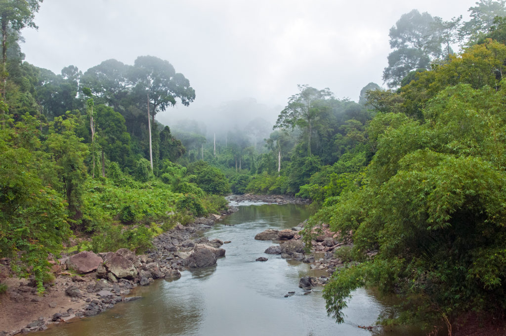 Segama River and the Ancient rainforest of Danum Valley