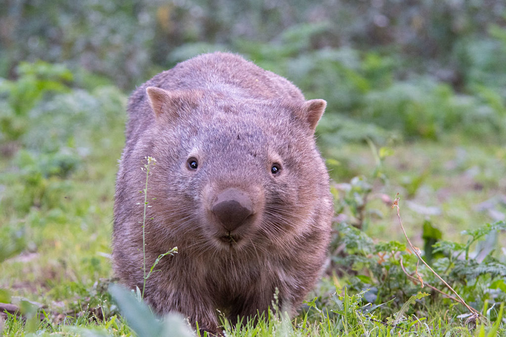 Kangaroo Valley wombat on Sydney day tour