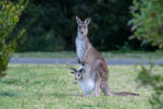 Australian animals - eastern grey kangaroo with a joey