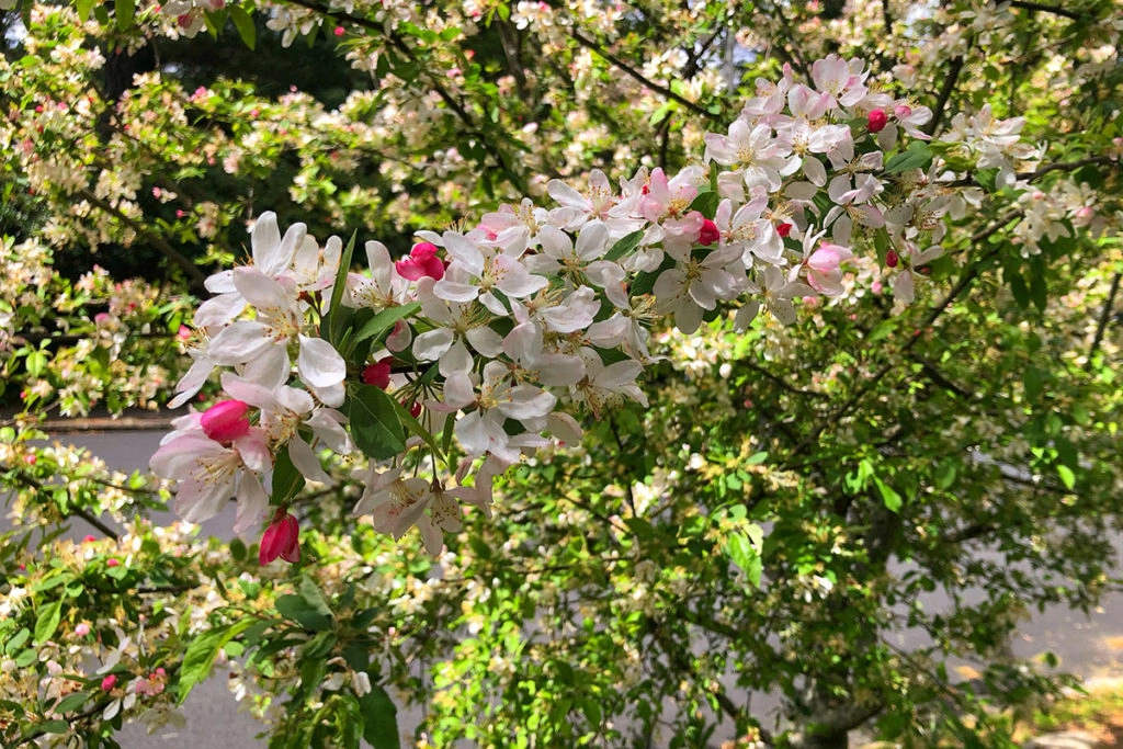 Flower trees on Leura Parade