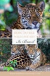 How to see jaguars in the Pantanal