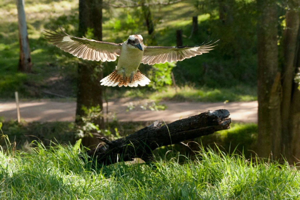 Kookaburra swooping in at Euroka campground