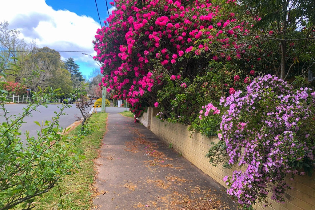Flowers in a cottage on Leura Parade