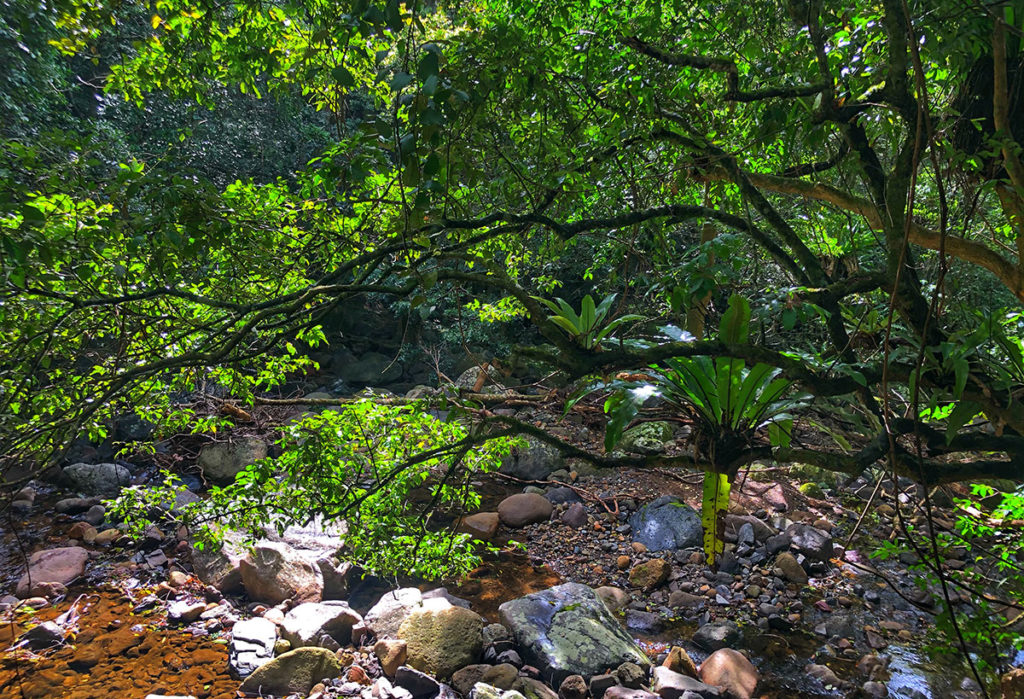 Minnamurra rainforest