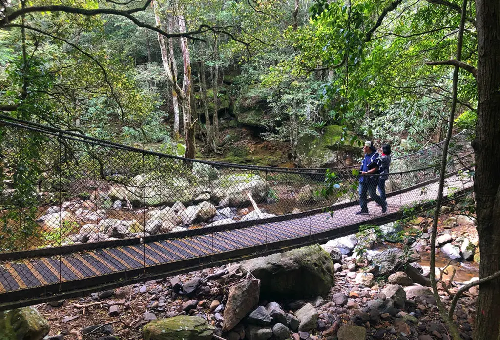 Canopy bridge in Minnamurra rainfores