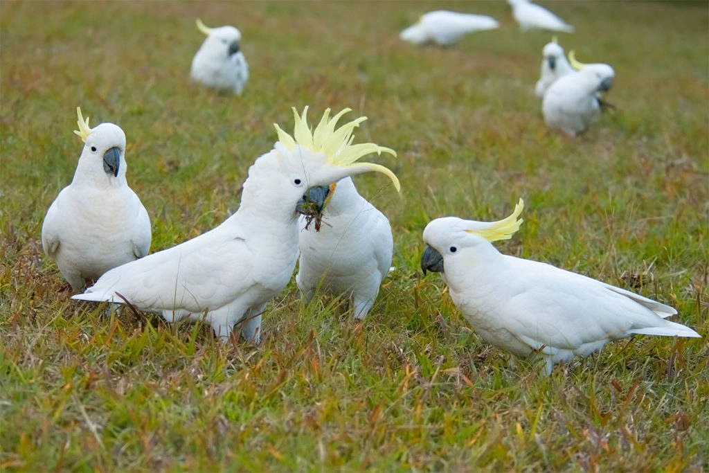 Sulphur-crested cockatoos at Euroka
