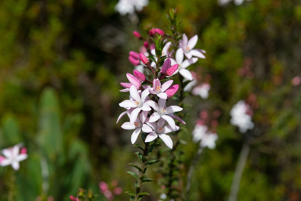 Wildflowers along Uloola track
