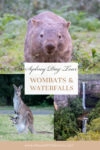 Kangaroo Valley wombats day tour